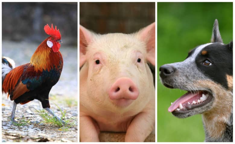 L’oroscopo 2016 cinese: i segni del gallo, del cane e del maiale